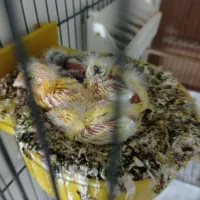 جفت ماده آماده تن نرفته جوجه قناری