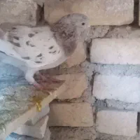 کبوتر پرشی
