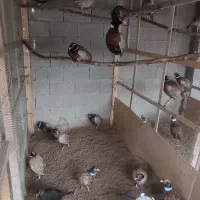 مرغ و خروس های زینتی در انواع نژاد|حیوانات مزرعه|رشت, شهرک قدس|دیوار