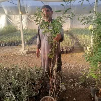 نهال زیتون، اکالیپتوس، انجیر و انار، و خرزهره|خدمات باغبانی و درختکاری|قم, شهرک قدس|دیوار