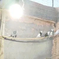 ۸عدد کفتر پرشی|پرنده|جوین, |دیوار