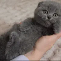 اسکاتیش شرت هیر /مو مخملی چشم جغدی/۲ماهه|گربه|تهران, شهران شمالی|دیوار