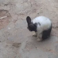 خرگوش نر