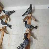 جوجه پلاکی