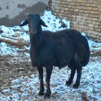 قوچ قزل افشار ۳ ساله