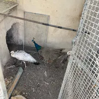 طاووس