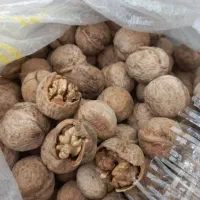 گردو مغز گردو بوانات برای سمنو و قنادی عمده خورده