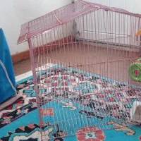 قفس پرنده