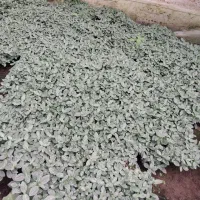 فیتونیا|گل و گیاه طبیعی|نشتارود, |دیوار