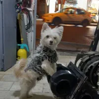 سگ پامر شیتزو میکس خاص