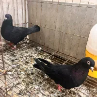 پروندنی|پرنده|بندر ماهشهر, |دیوار