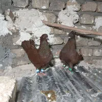 کفتر کبوتر|پرنده|بروجرد, |دیوار