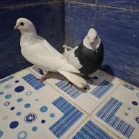 کبوتر موشی.طوقی|پرنده|یاسوج, |دیوار