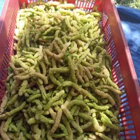 توت سیگاری سفید