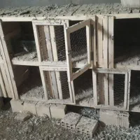 قفس چوبی|لوازم جانبی حیوانات|فرح دشت, |دیوار