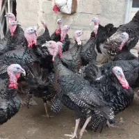 بوقلمون محلی