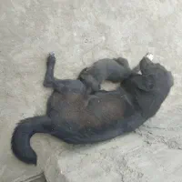 توله های دورگه خوشگل