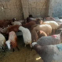 گوسفندزنده|حیوانات مزرعه|وحیدیه, |دیوار