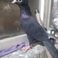 کبوتر|پرنده|مشهد, مشکینی (شهرک غرب)|دیوار