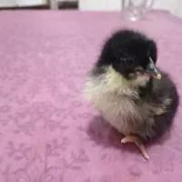 جوجه مرغ محلی
