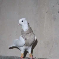 کفتر|پرنده|شیراز, حافظیه|دیوار