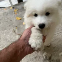 توله سامویید