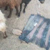 میش داشتی جوان سرحال|حیوانات مزرعه|کرچمبو, |دیوار