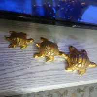 دکوری لاک پشت|مجسمه، تندیس، ماکت|رشت, تازه آباد|دیوار