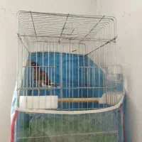 مرغ مینا آواز خوان|پرنده|شیراز, شهرک مهرگان|دیوار