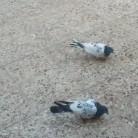 یه جفت هندی تیدی پرشی