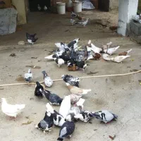 کبوتر پرشی|پرنده|چالوس, |دیوار