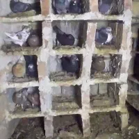 کبوتر رفتنی