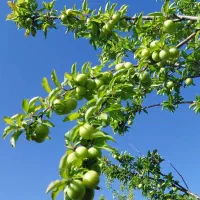 گوجه سبز ملس اصل