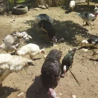 فروش بوقلمون محلی