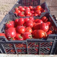 گوجه گوشتی برای رب|حراج|مشهد, آبکوه|دیوار