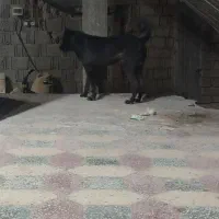 باسلام سگ دوساله همه چیز تمام به فروش میرسد|سگ|شبانکاره, |دیوار