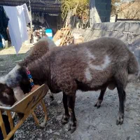 نر تخمی|حیوانات مزرعه|سرخنکلاته, |دیوار