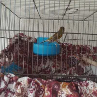 قناری سهره فنچ عروس هلندی