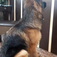 سگ ژرمن گمشده