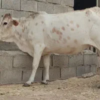 فروشی یا معاوضه باتخفیف