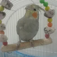 پرنده عروس ۷۰۰تومن|پرنده|قم, شهرک مهدیه (مدرس)|دیوار