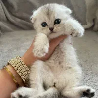 اسکاتیش سیلور ماده