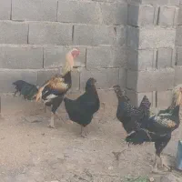 خروس لاری|حیوانات مزرعه|اسفراین, |دیوار