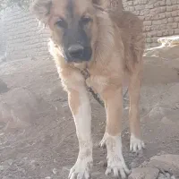 توله