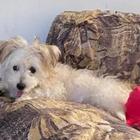 سگ شیتزو