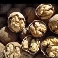 گردو شهرکرددرجه یک‌ ب شرط