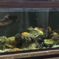 اکواریوم بزرگ با با ماهی کوی سوپر باله