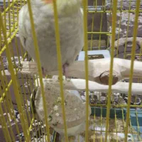 عروس هلندی جوجا