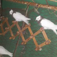 کفتر