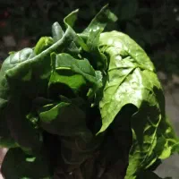 اسفناج تفت داده